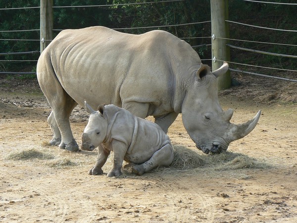 15-year-old female white rhino Caballe and calf